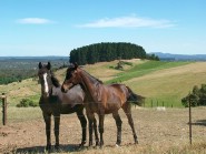 horses in the hills