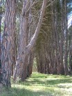 Chookarloo walk trail, Kuitpo forest