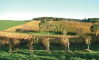 local hills vineyards a short drive or cycle away
